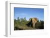 South Africa, Addo Elephant National Park, Elephant Standing at Forest Edge-Paul Souders-Framed Photographic Print