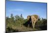 South Africa, Addo Elephant National Park, Elephant Standing at Forest Edge-Paul Souders-Mounted Photographic Print