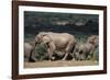 South Africa, Addo Elephant National Park, Elephants Gathering around Water Hole-Paul Souders-Framed Photographic Print