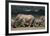 South Africa, Addo Elephant National Park, Elephants Gathering around Water Hole-Paul Souders-Framed Photographic Print