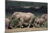 South Africa, Addo Elephant National Park, Elephants Gathering around Water Hole-Paul Souders-Mounted Photographic Print