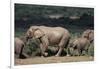 South Africa, Addo Elephant National Park, Elephants Gathering around Water Hole-Paul Souders-Framed Photographic Print