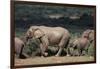 South Africa, Addo Elephant National Park, Elephants Gathering around Water Hole-Paul Souders-Framed Photographic Print