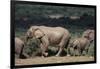 South Africa, Addo Elephant National Park, Elephants Gathering around Water Hole-Paul Souders-Framed Photographic Print