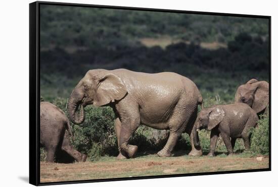 South Africa, Addo Elephant National Park, Elephants Gathering around Water Hole-Paul Souders-Framed Stretched Canvas