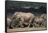 South Africa, Addo Elephant National Park, Elephants Gathering around Water Hole-Paul Souders-Framed Stretched Canvas