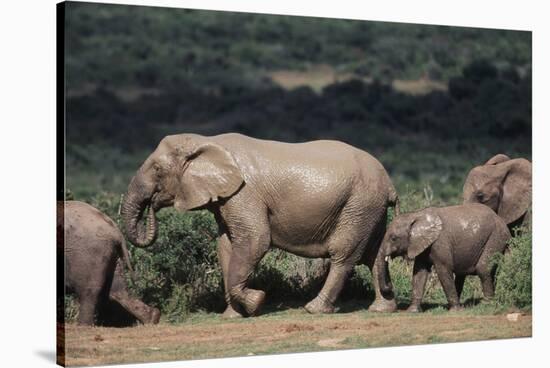 South Africa, Addo Elephant National Park, Elephants Gathering around Water Hole-Paul Souders-Stretched Canvas