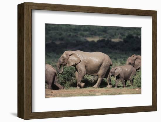 South Africa, Addo Elephant National Park, Elephants Gathering around Water Hole-Paul Souders-Framed Photographic Print