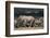 South Africa, Addo Elephant National Park, Elephants Gathering around Water Hole-Paul Souders-Framed Photographic Print