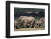 South Africa, Addo Elephant National Park, Elephants Gathering around Water Hole-Paul Souders-Framed Photographic Print