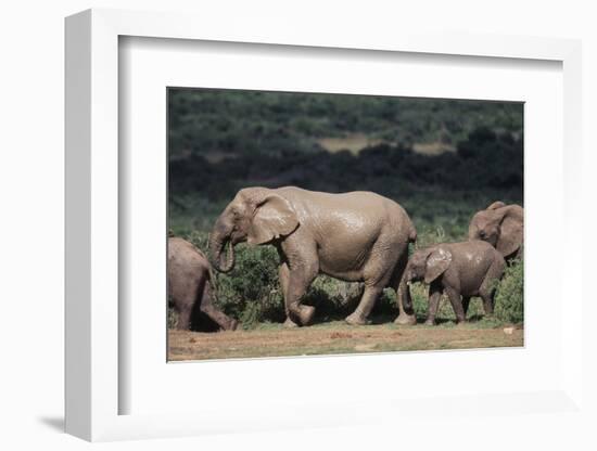 South Africa, Addo Elephant National Park, Elephants Gathering around Water Hole-Paul Souders-Framed Photographic Print