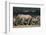 South Africa, Addo Elephant National Park, Elephants Gathering around Water Hole-Paul Souders-Framed Photographic Print