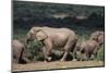 South Africa, Addo Elephant National Park, Elephants Gathering around Water Hole-Paul Souders-Mounted Photographic Print