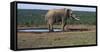 South Africa, Addo Elephant National Park, View of African Elephant-Paul Souders-Framed Stretched Canvas