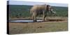 South Africa, Addo Elephant National Park, View of African Elephant-Paul Souders-Stretched Canvas