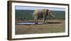 South Africa, Addo Elephant National Park, View of African Elephant-Paul Souders-Framed Photographic Print