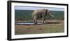 South Africa, Addo Elephant National Park, View of African Elephant-Paul Souders-Framed Photographic Print