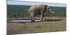 South Africa, Addo Elephant National Park, View of African Elephant-Paul Souders-Mounted Photographic Print