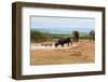 South Africa, Addo National Park, Animals in the Water Hole-Catharina Lux-Framed Photographic Print