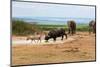 South Africa, Addo National Park, Animals in the Water Hole-Catharina Lux-Mounted Photographic Print