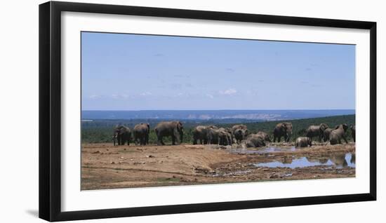 South Africa, African Elephant in Addo Elephant National Park-Paul Souders-Framed Photographic Print