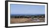 South Africa, African Elephant in Addo Elephant National Park-Paul Souders-Framed Photographic Print