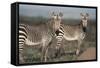 South Africa, Bontebok National Park, Cape Mountain Zebra, Equus Zebra Zebra-Paul Souders-Framed Stretched Canvas