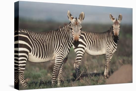 South Africa, Bontebok National Park, Cape Mountain Zebra, Equus Zebra Zebra-Paul Souders-Stretched Canvas