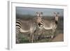 South Africa, Bontebok National Park, Cape Mountain Zebra, Equus Zebra Zebra-Paul Souders-Framed Photographic Print