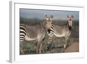 South Africa, Bontebok National Park, Cape Mountain Zebra, Equus Zebra Zebra-Paul Souders-Framed Photographic Print