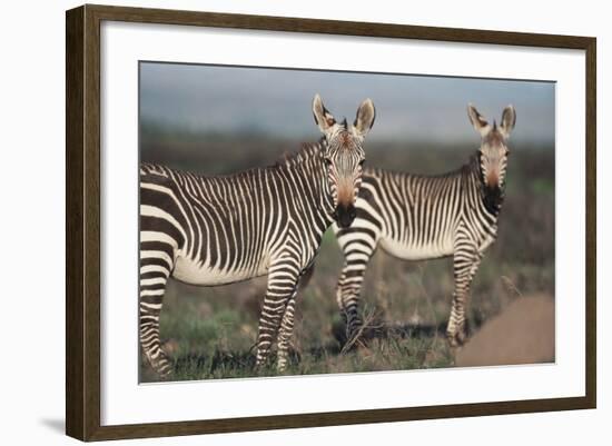 South Africa, Bontebok National Park, Cape Mountain Zebra, Equus Zebra Zebra-Paul Souders-Framed Photographic Print