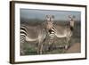 South Africa, Bontebok National Park, Cape Mountain Zebra, Equus Zebra Zebra-Paul Souders-Framed Photographic Print