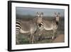 South Africa, Bontebok National Park, Cape Mountain Zebra, Equus Zebra Zebra-Paul Souders-Framed Photographic Print