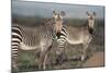 South Africa, Bontebok National Park, Cape Mountain Zebra, Equus Zebra Zebra-Paul Souders-Mounted Photographic Print