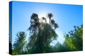 South Africa, Candelabra Aloe-Catharina Lux-Stretched Canvas