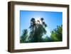 South Africa, Candelabra Aloe-Catharina Lux-Framed Photographic Print