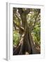 South Africa, Cape Town, Ficus Elastica-Catharina Lux-Framed Photographic Print