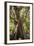 South Africa, Cape Town, Ficus Elastica-Catharina Lux-Framed Photographic Print