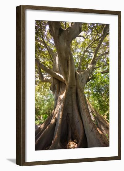 South Africa, Cape Town, Ficus Elastica-Catharina Lux-Framed Photographic Print