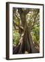 South Africa, Cape Town, Ficus Elastica-Catharina Lux-Framed Photographic Print