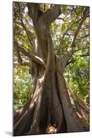 South Africa, Cape Town, Ficus Elastica-Catharina Lux-Mounted Photographic Print