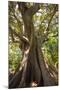 South Africa, Cape Town, Ficus Elastica-Catharina Lux-Mounted Photographic Print