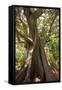 South Africa, Cape Town, Ficus Elastica-Catharina Lux-Framed Stretched Canvas