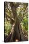 South Africa, Cape Town, Ficus Elastica-Catharina Lux-Stretched Canvas