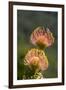 South Africa, Cape Town. Protea flowers, aka pincushion flowers.-Cindy Miller Hopkins-Framed Premium Photographic Print