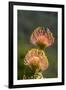 South Africa, Cape Town. Protea flowers, aka pincushion flowers.-Cindy Miller Hopkins-Framed Premium Photographic Print