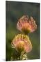 South Africa, Cape Town. Protea flowers, aka pincushion flowers.-Cindy Miller Hopkins-Mounted Premium Photographic Print