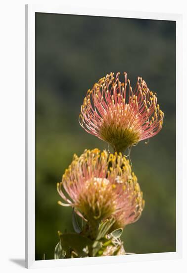 South Africa, Cape Town. Protea flowers, aka pincushion flowers.-Cindy Miller Hopkins-Framed Photographic Print