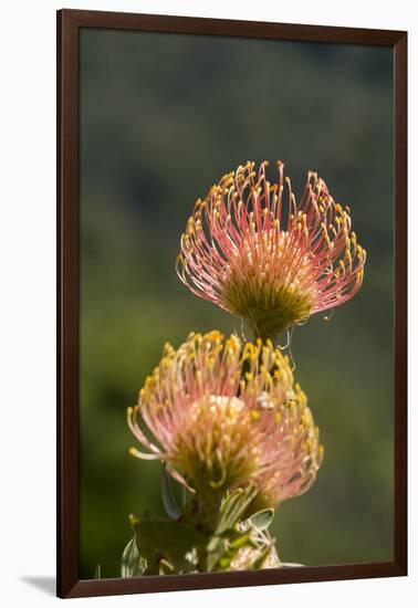 South Africa, Cape Town. Protea flowers, aka pincushion flowers.-Cindy Miller Hopkins-Framed Photographic Print