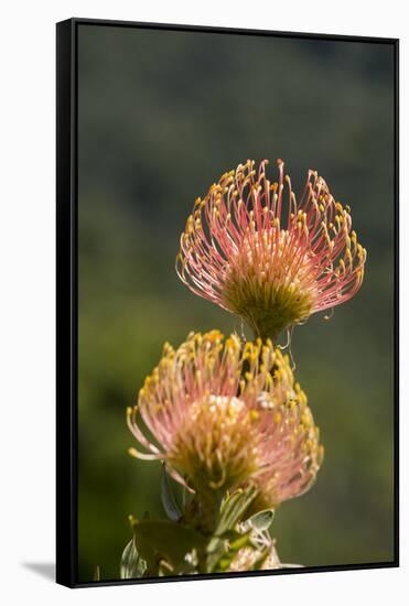 South Africa, Cape Town. Protea flowers, aka pincushion flowers.-Cindy Miller Hopkins-Framed Stretched Canvas